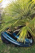 auto mower near an obstruction, palmtree