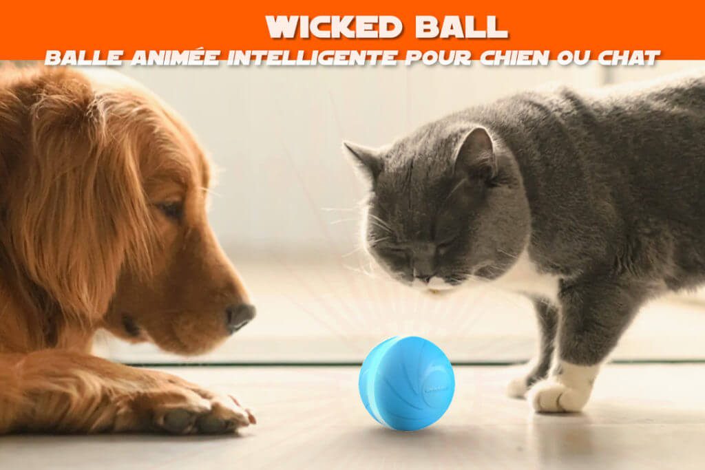 Wicked Ball Balle Animee Intelligente Pour Chat Ou Chien