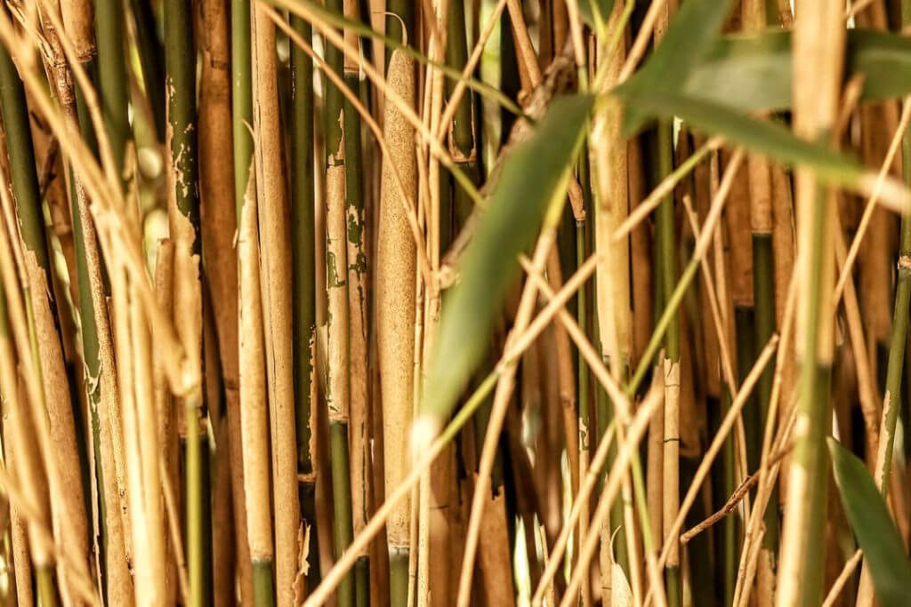 forêt de bambou