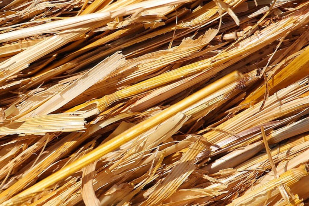 Des tiges de blé, alternative écologique