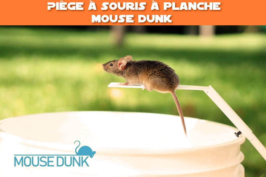 piege a souris a planche mouse dunk