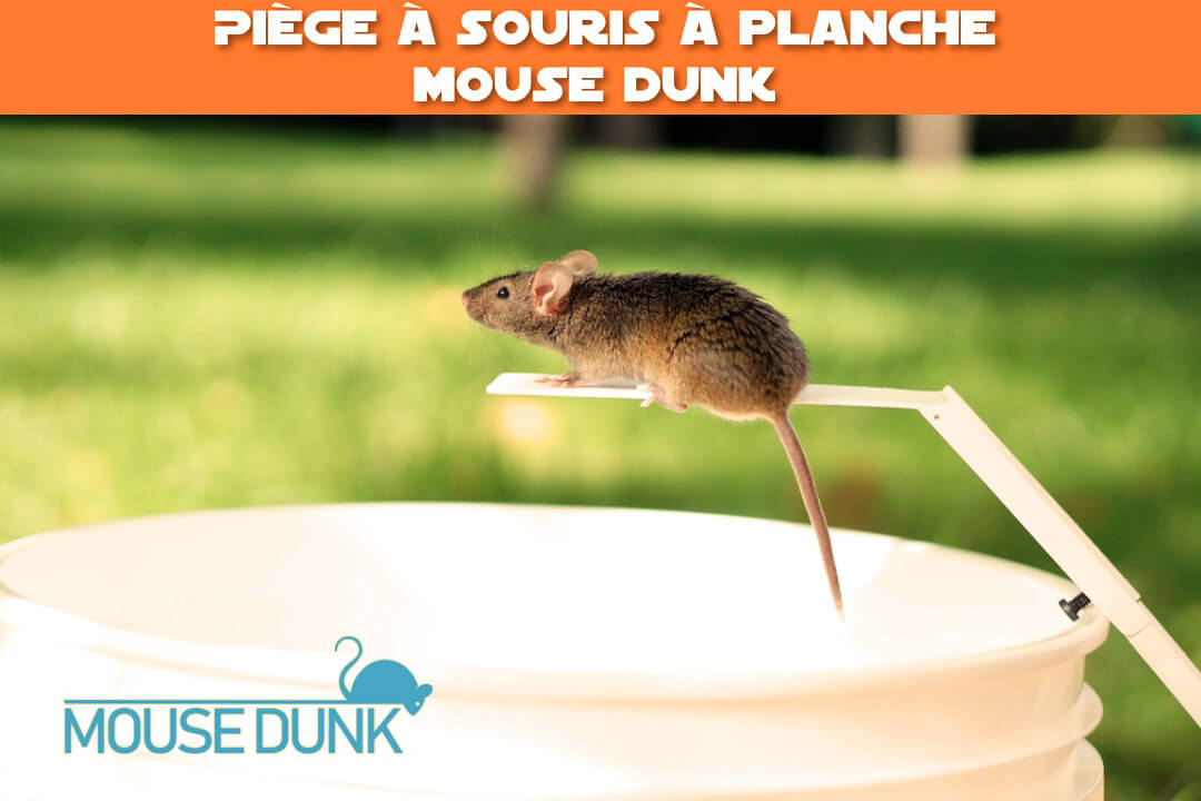Piège à souris à planche Mouse Dunk (réinitialisation automatique)